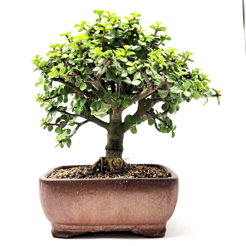 Jade Bonsai Tree 