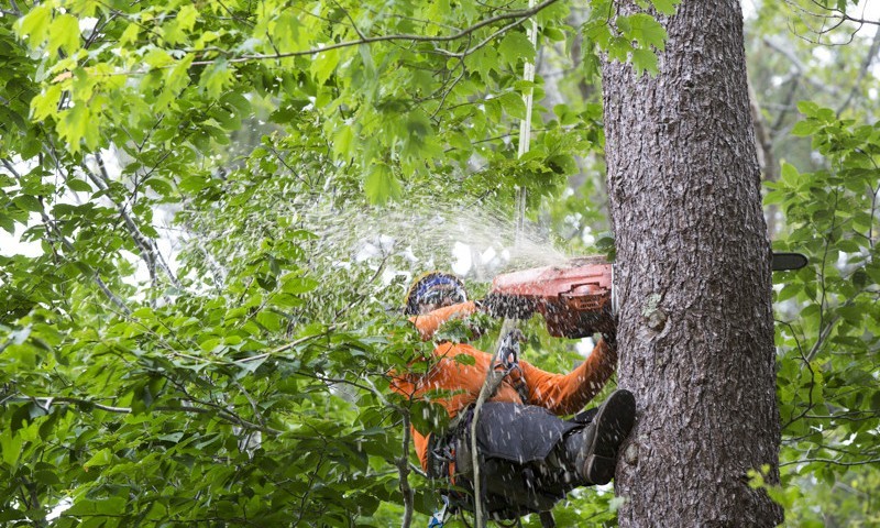 tree removal services