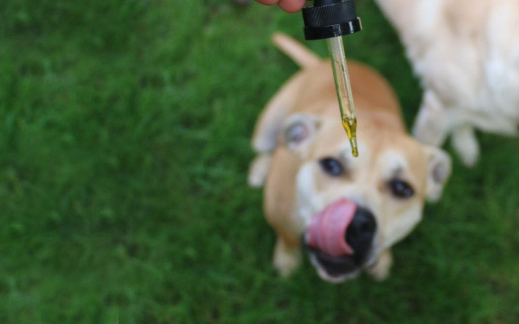 CBD Oils For Dog